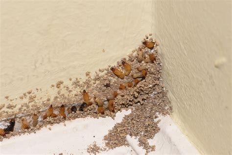 How to know if u have termites - Photo: istock.com. 2. Carpenter ants leave behind smooth tunnels, whereas termites can create rough ones caked with mud. Depending on the type of infestation, carpenter ants and termites create ...